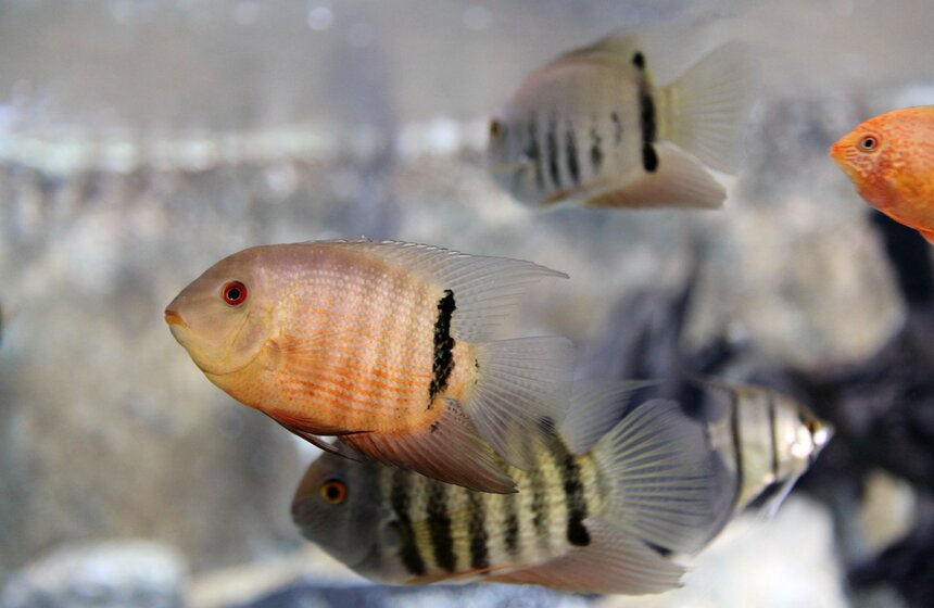 Владимир Путин и Сергей Собянин осмотрели "Москвариум" на ВДНХ 11 фото