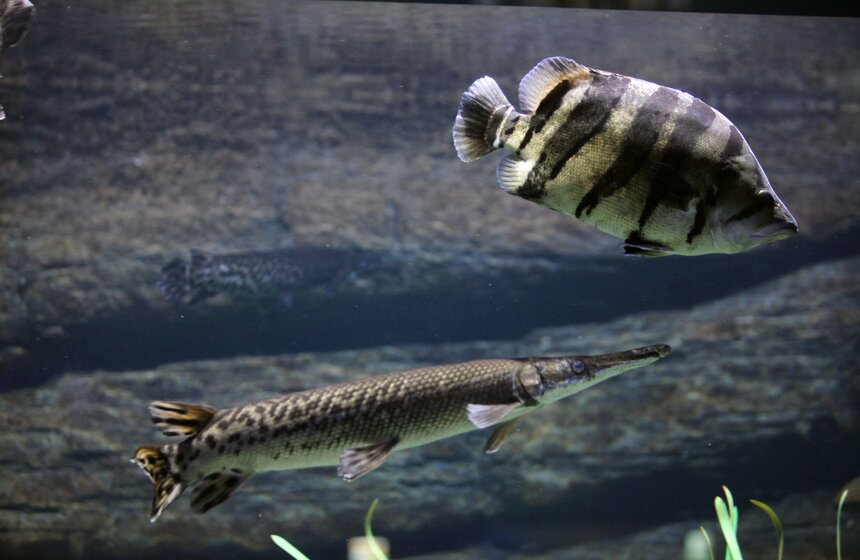 Владимир Путин и Сергей Собянин осмотрели "Москвариум" на ВДНХ 14 фото