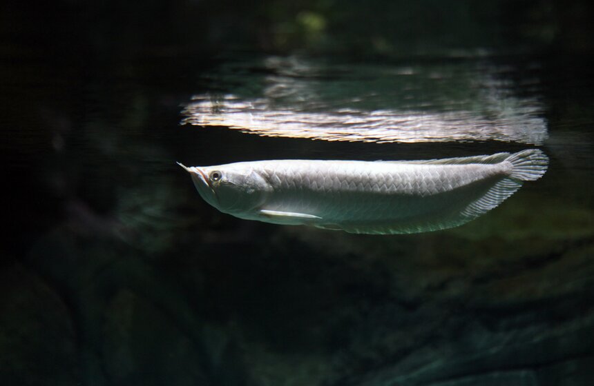 Владимир Путин и Сергей Собянин осмотрели "Москвариум" на ВДНХ 13 фото