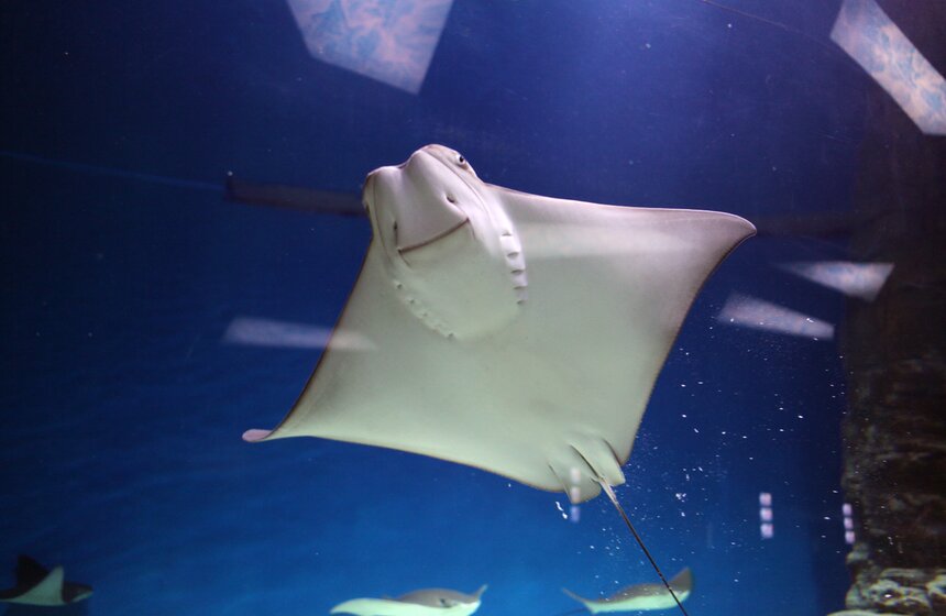 Владимир Путин и Сергей Собянин осмотрели "Москвариум" на ВДНХ 19 фото