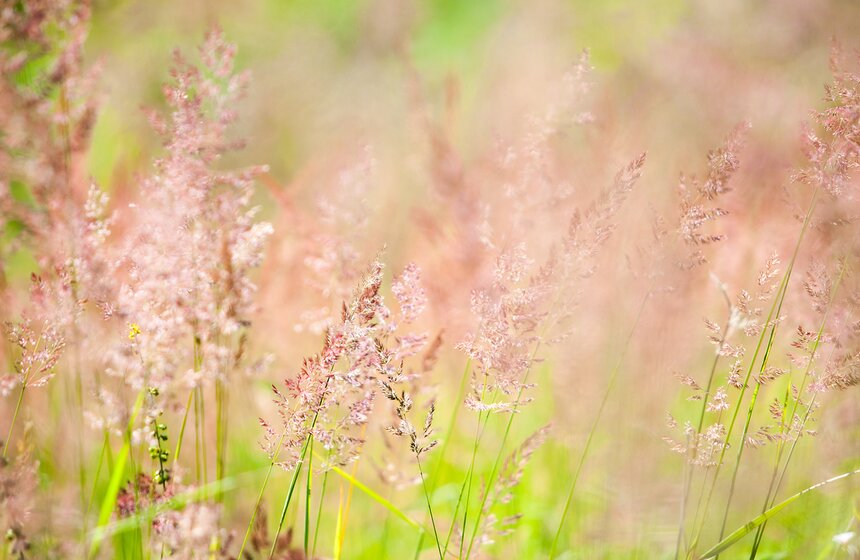 "Цветущий парк": лето в парке 50-летия Октября 25 фото