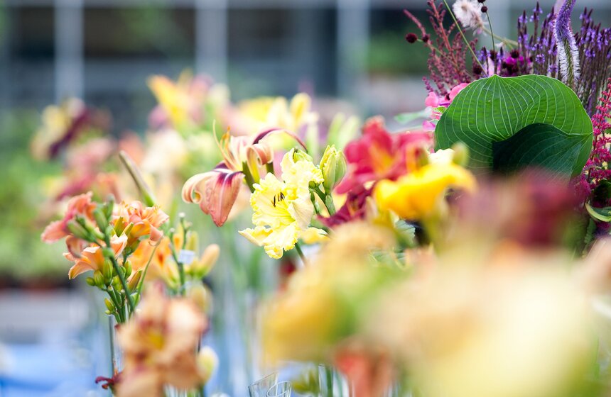 В "Аптекарском огороде" открылась выставка лилейников от m24.ru 8 фото