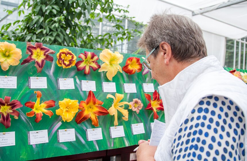 В "Аптекарском огороде" открылась выставка лилейников от m24.ru 1 фото