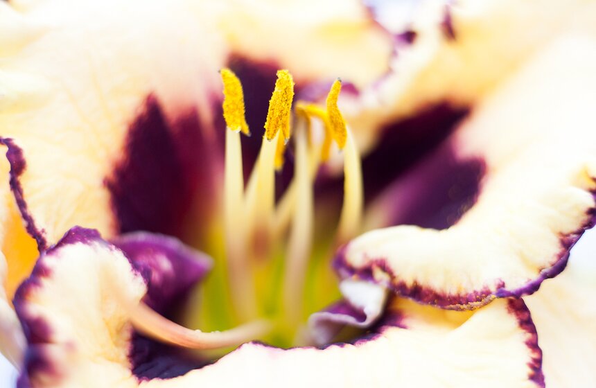 В "Аптекарском огороде" открылась выставка лилейников от m24.ru 3 фото