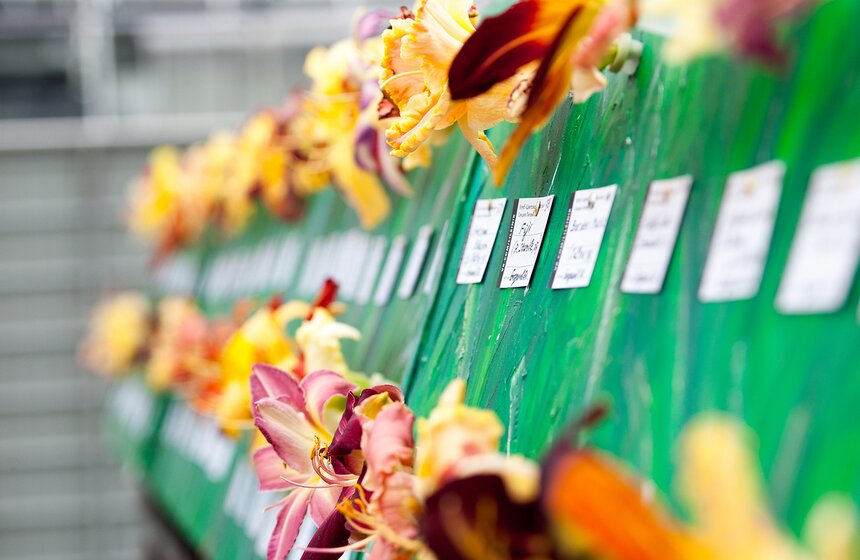 В "Аптекарском огороде" открылась выставка лилейников от m24.ru 6 фото