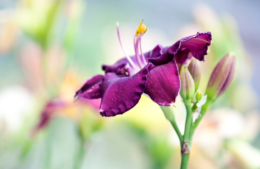 В "Аптекарском огороде" открылась выставка лилейников от m24.ru 11 фото