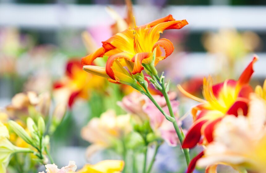 В "Аптекарском огороде" открылась выставка лилейников от m24.ru 14 фото