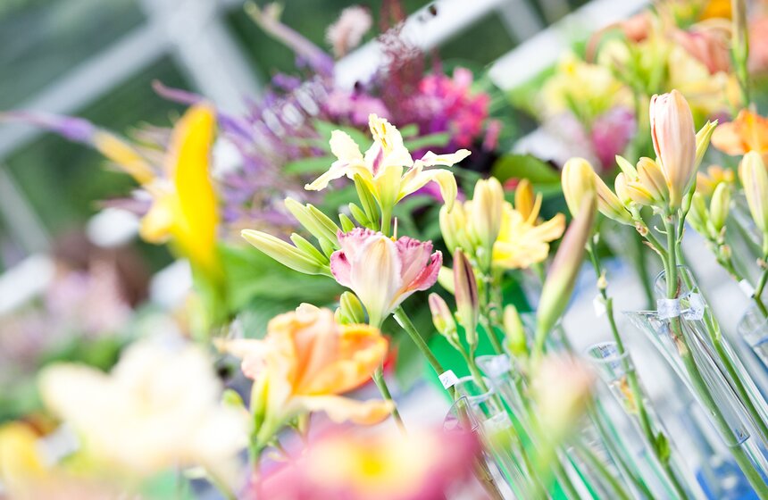 В "Аптекарском огороде" открылась выставка лилейников от m24.ru 12 фото