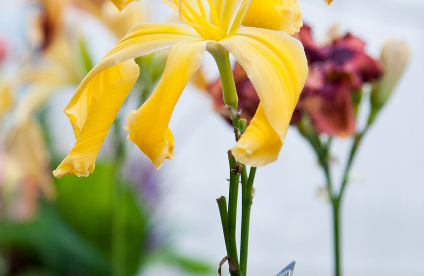 В "Аптекарском огороде" открылась выставка лилейников от m24.ru 15 фото