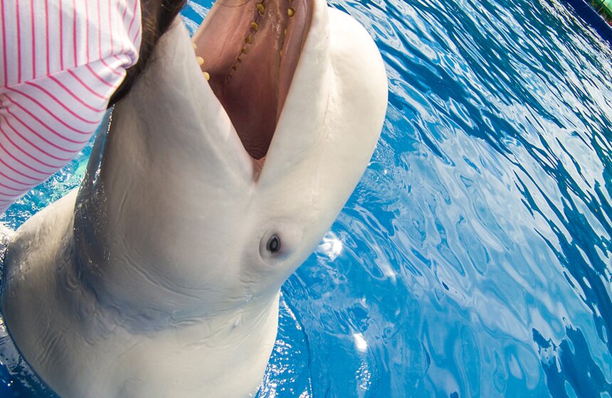 В Измайловском парке открылся дельфинарий 10 фото
