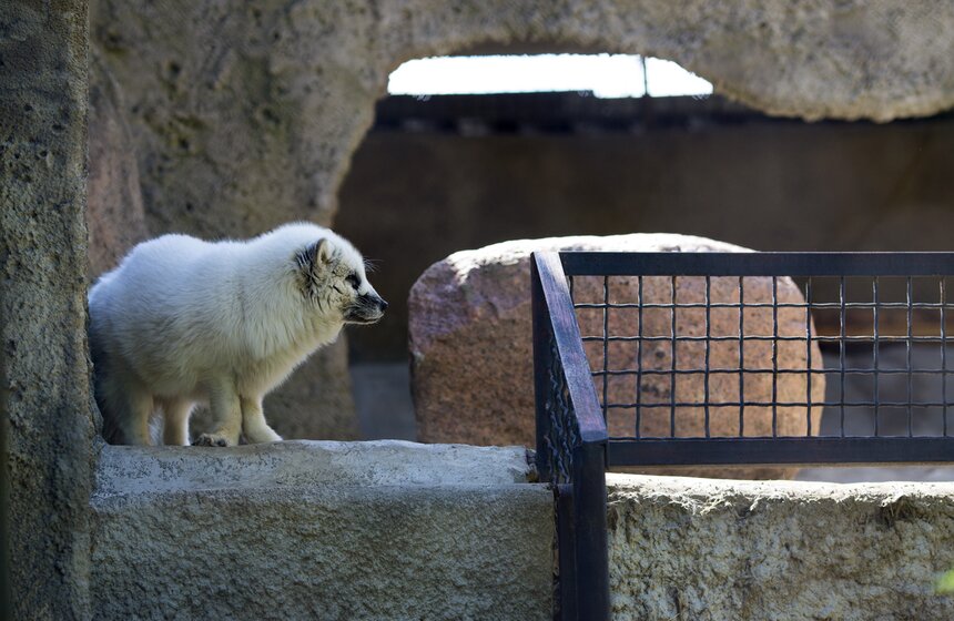 Гонщики Formula E посетили зоопарк и кулинарное шоу 13 фото
