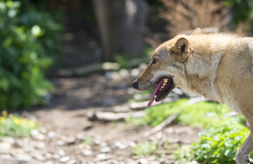 Гонщики Formula E посетили зоопарк и кулинарное шоу 11 фото