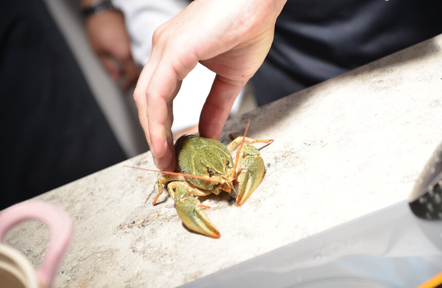 Гонщики Formula E посетили зоопарк и кулинарное шоу 10 фото