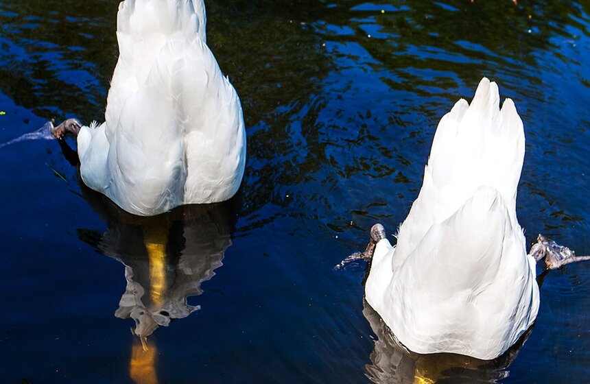 "Цветущий парк": Лето в "Сокольниках" 12 фото