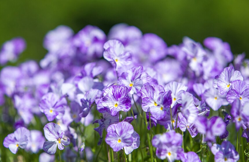"Цветущий парк": Лето в "Сокольниках" 6 фото