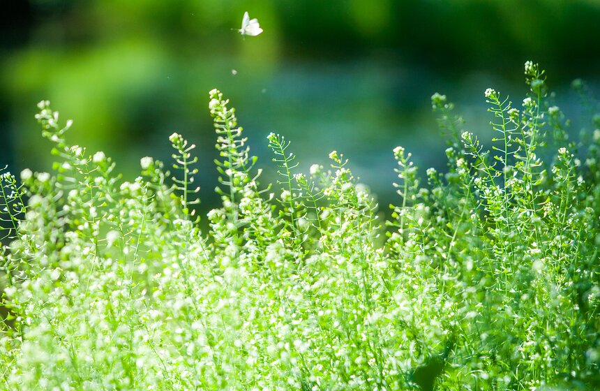 "Цветущий парк": Лето в "Сокольниках" 4 фото