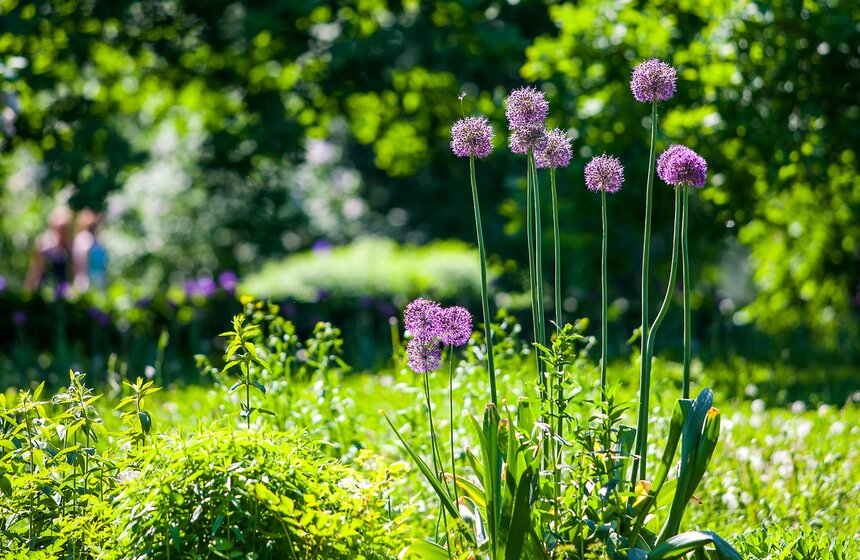 "Цветущий парк": Лето в "Сокольниках" 7 фото