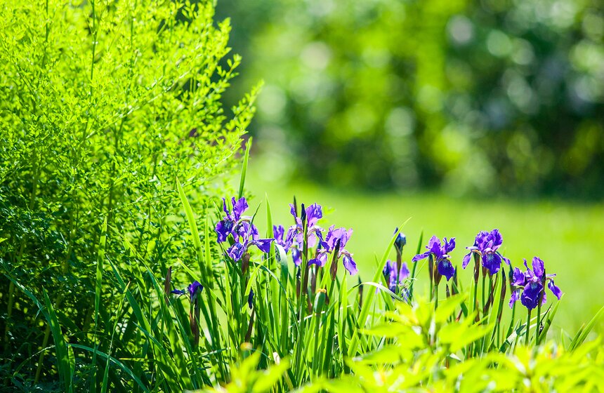 "Цветущий парк": Лето в "Сокольниках" 8 фото