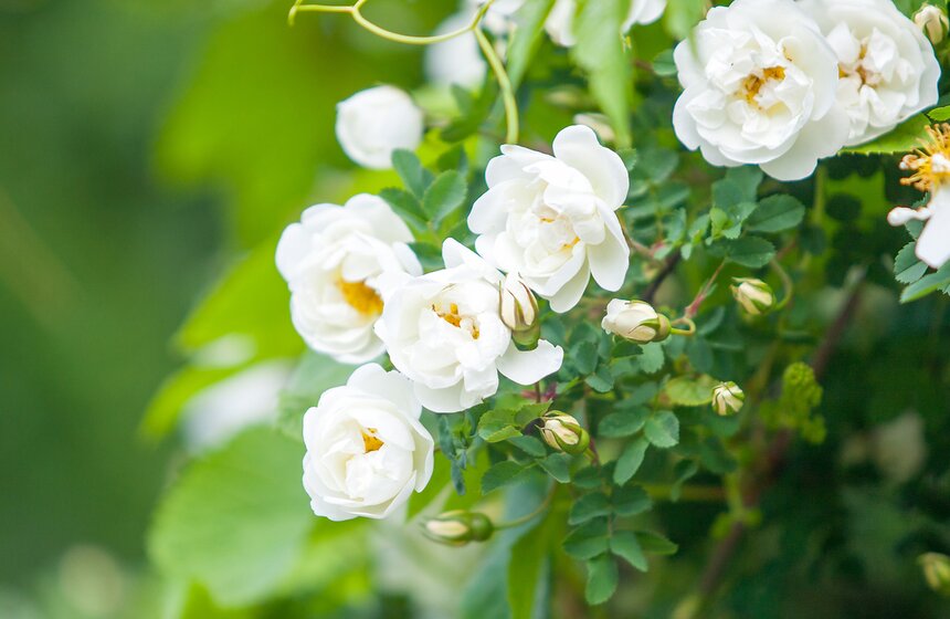 "Цветущий парк": Лето в "Сокольниках" 22 фото