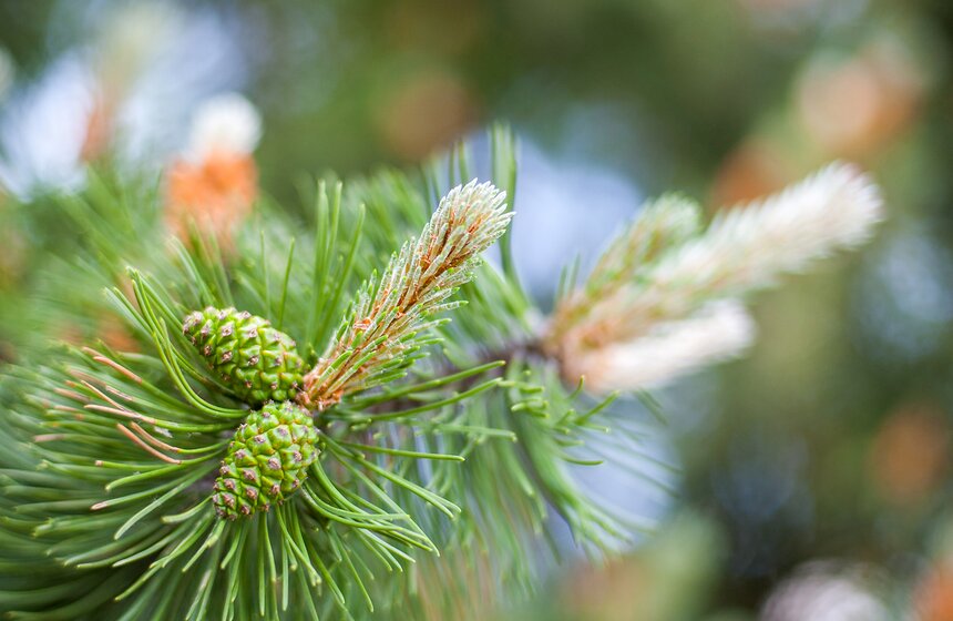 "Цветущий парк": Лето в "Сокольниках" 17 фото