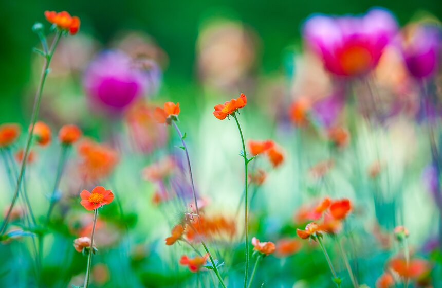 "Цветущий парк": Лето в "Сокольниках" 20 фото