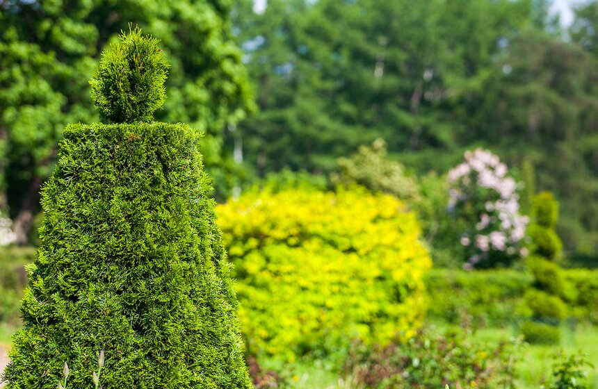 "Цветущий парк": Лето в "Сокольниках" 19 фото