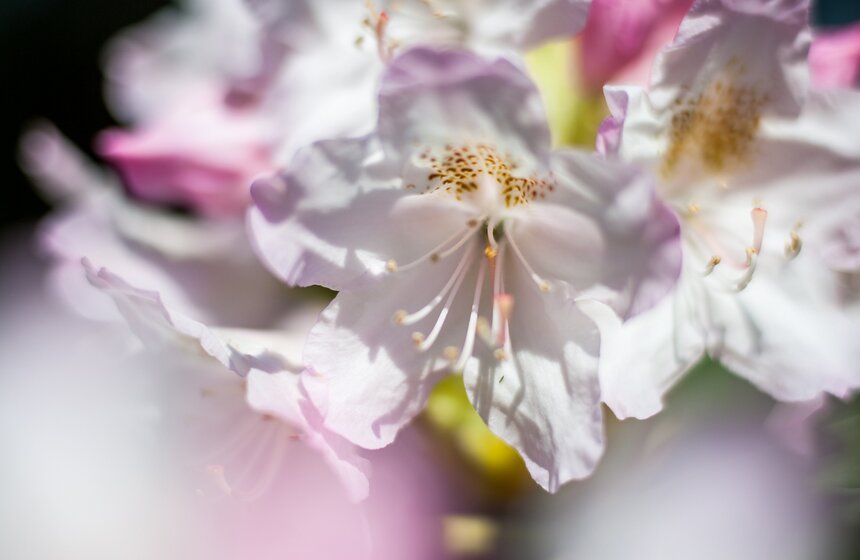 "Цветущий парк": Лето в "Сокольниках" 18 фото