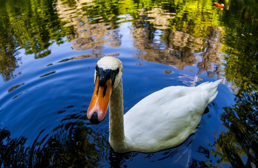 "Цветущий парк": Лето в "Сокольниках" 2 фото