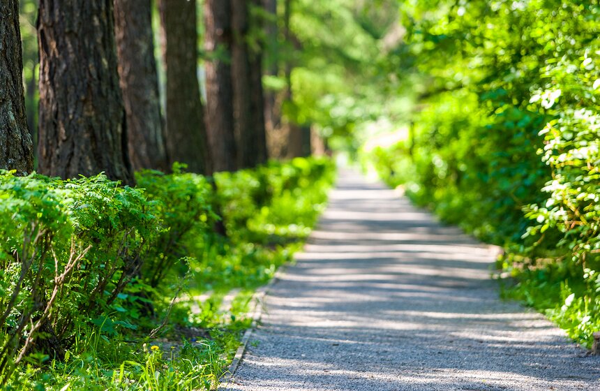 "Цветущий парк": Лето в "Сокольниках" 1 фото