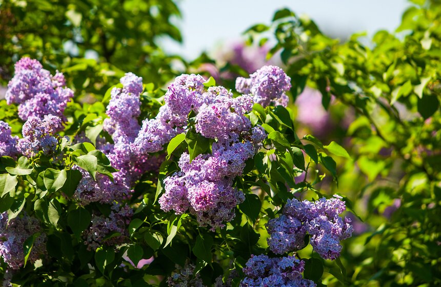 "Цветущий парк": Сиреневый сад на Щелковском шоссе 21 фото