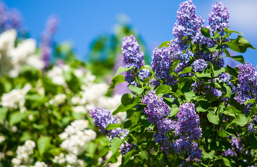 "Цветущий парк": Сиреневый сад на Щелковском шоссе 20 фото