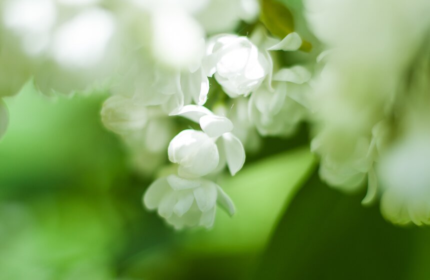 "Цветущий парк": Сиреневый сад на Щелковском шоссе 14 фото