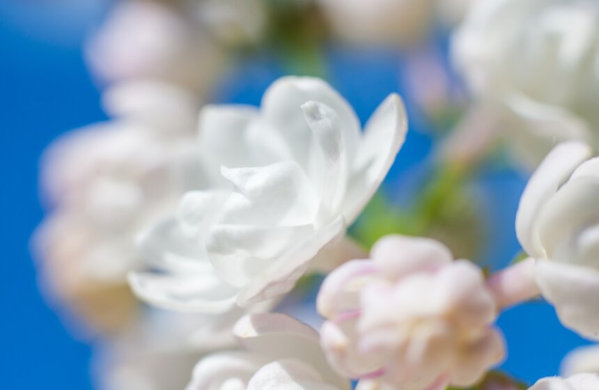 "Цветущий парк": Сиреневый сад на Щелковском шоссе 12 фото