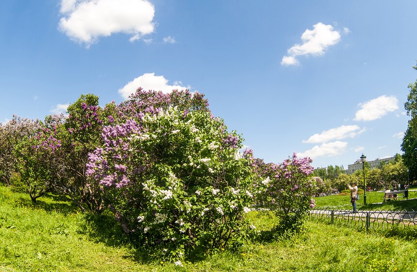"Цветущий парк": Сиреневый сад на Щелковском шоссе 18 фото