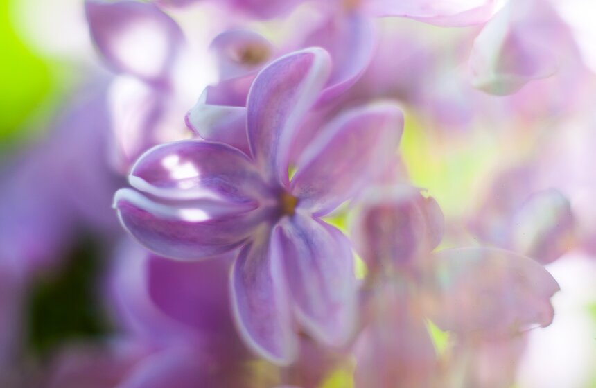 "Цветущий парк": Сиреневый сад на Щелковском шоссе 17 фото