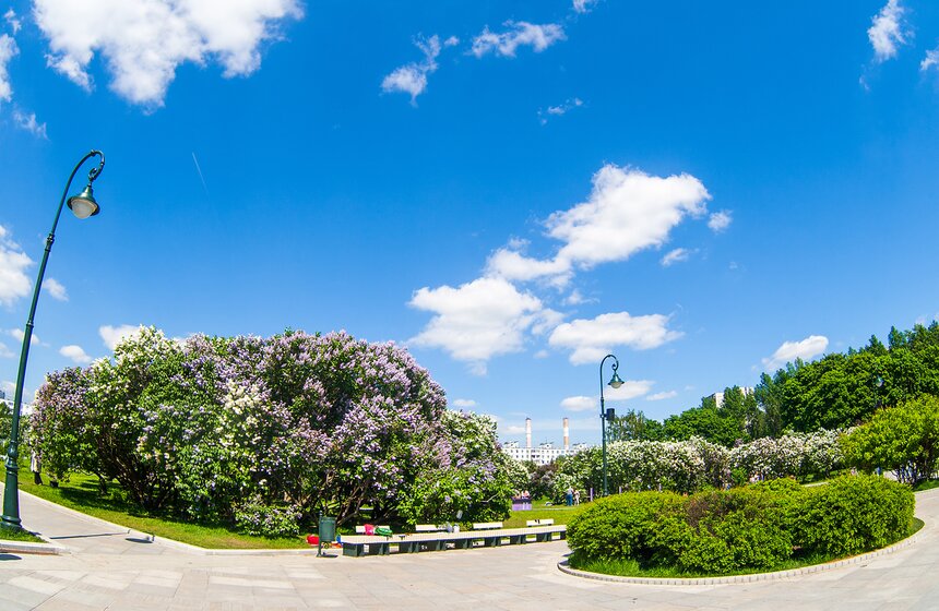 "Цветущий парк": Сиреневый сад на Щелковском шоссе 19 фото