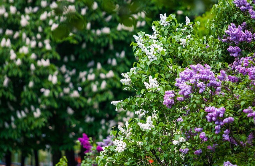 "Цветущий парк": Сиреневый сад на Щелковском шоссе 24 фото