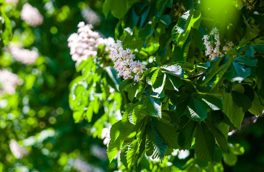 "Цветущий парк": Сиреневый сад на Щелковском шоссе 23 фото