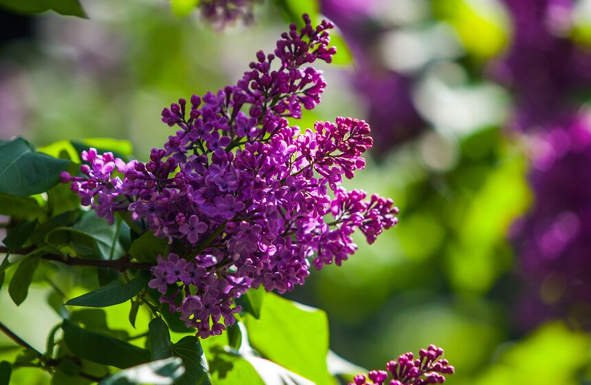 "Цветущий парк": Сиреневый сад на Щелковском шоссе 2 фото