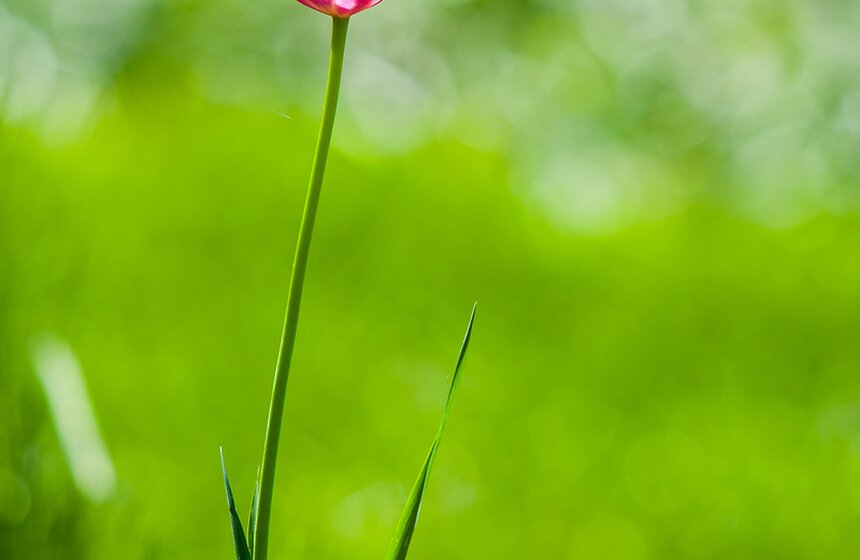 "Цветущий парк": Сиреневый сад на Щелковском шоссе 3 фото