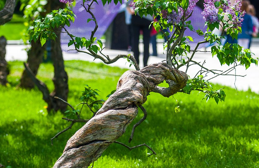 "Цветущий парк": Сиреневый сад на Щелковском шоссе 6 фото