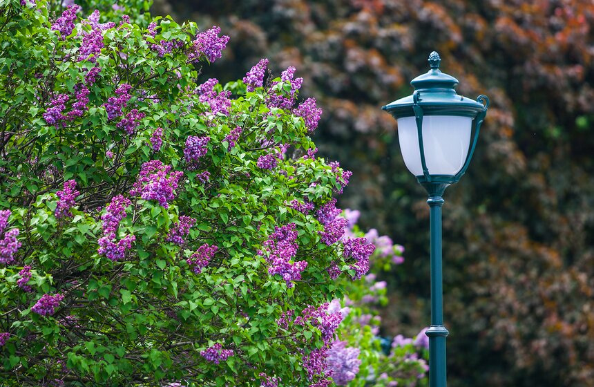 "Цветущий парк": Сиреневый сад на Щелковском шоссе 8 фото