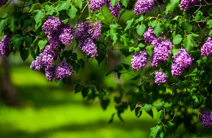 "Цветущий парк": Сиреневый сад на Щелковском шоссе 7 фото