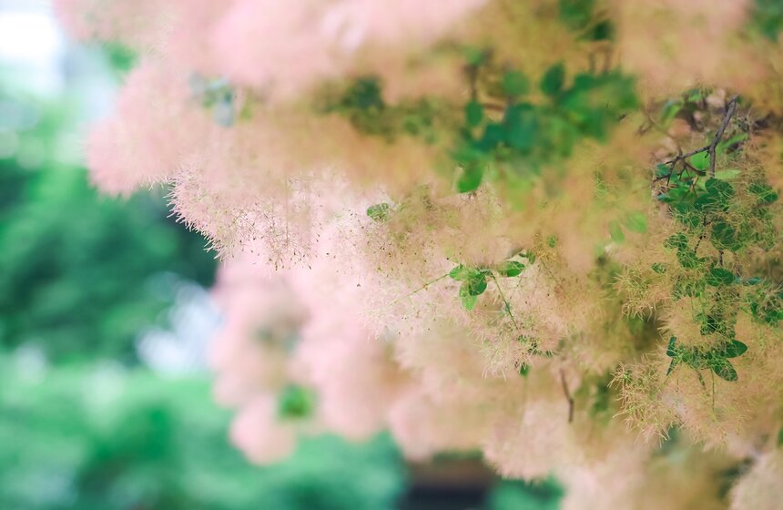 В "Аптекарском огороде" открылась выставка пионов от M24.ru 12 фото