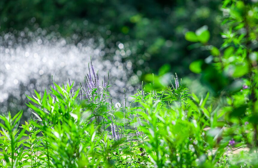 В "Аптекарском огороде" открылась выставка пионов от M24.ru 17 фото