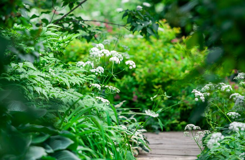 В "Аптекарском огороде" открылась выставка пионов от M24.ru 16 фото