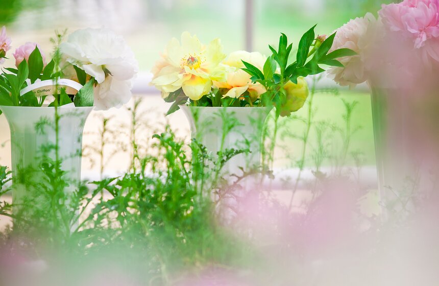 В "Аптекарском огороде" открылась выставка пионов от M24.ru 2 фото