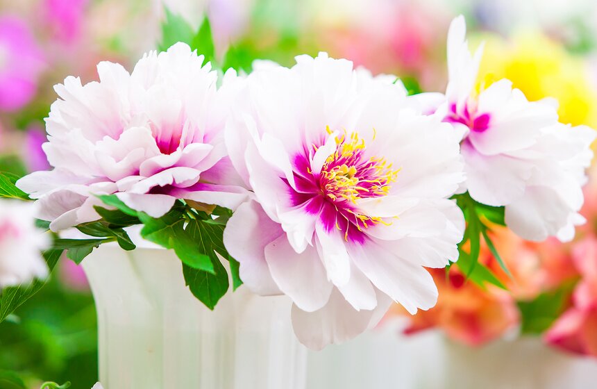 В "Аптекарском огороде" открылась выставка пионов от M24.ru 1 фото