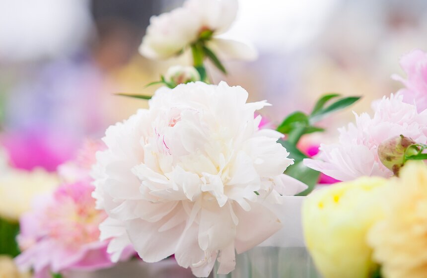 В "Аптекарском огороде" открылась выставка пионов от M24.ru 5 фото