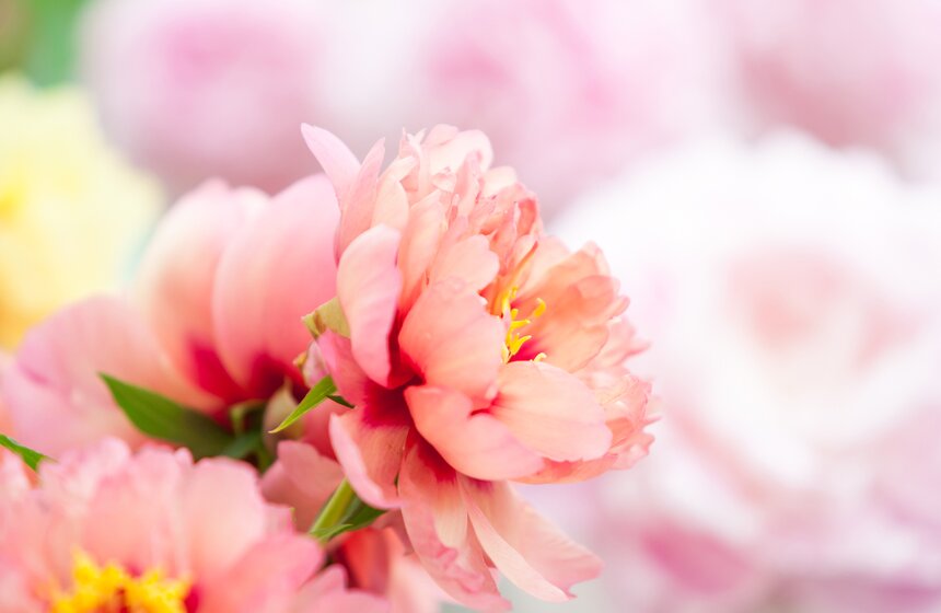 В "Аптекарском огороде" открылась выставка пионов от M24.ru 3 фото